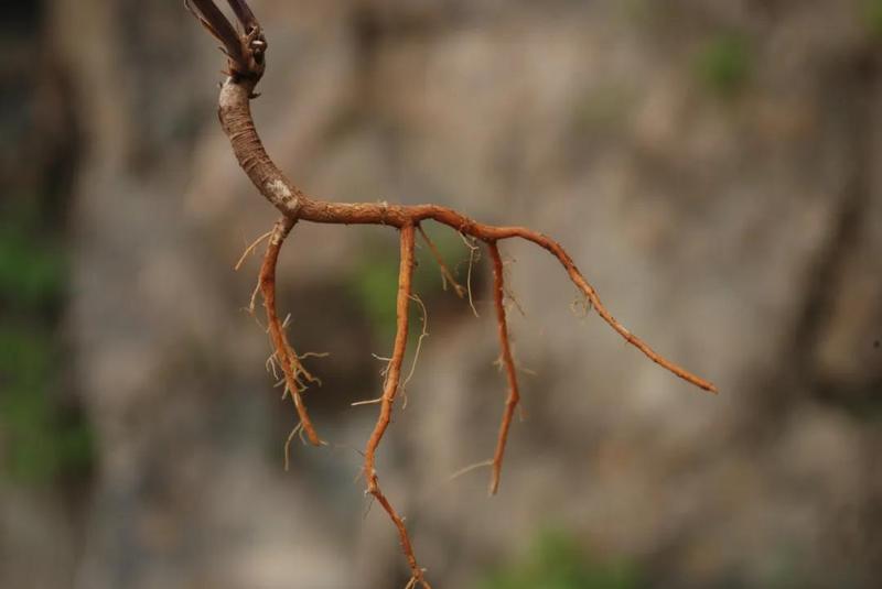 北柴胡（野生品）（图片来源药用植物图鉴）-2.jpg