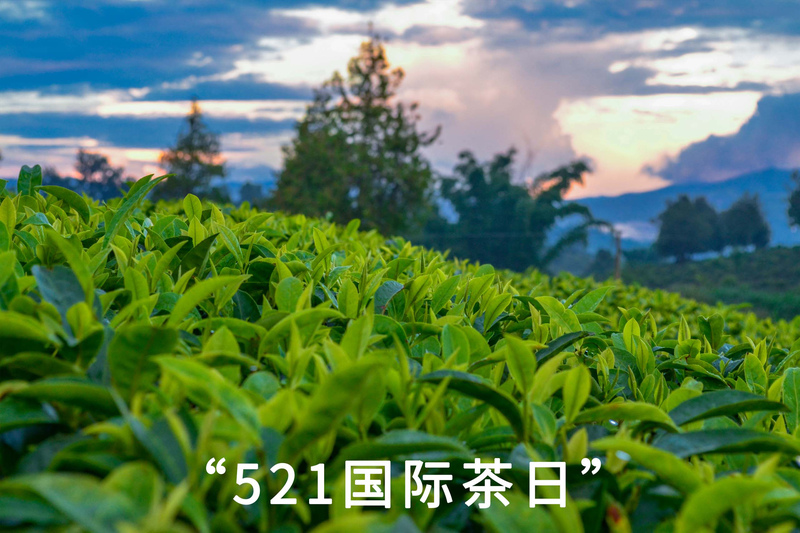 "521国际茶日"——带你了解黑的白的红的黄的绿的茶